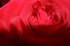 <img100*0:stuff/z/73640/Rose%2520Reference.1/i1264121027_17.jpg>