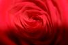 <img100*0:stuff/z/73640/Rose%2520Reference.1/i1264121027_18.jpg>
