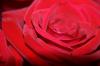 <img100*0:stuff/z/73640/Rose%2520Reference.1/i1264121027_19.jpg>