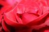 <img100*0:stuff/z/73640/Rose%2520Reference.1/i1264121027_5.jpg>