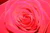 <img100*0:stuff/z/73640/Rose%2520Reference.1/i1264121027_6.jpg>