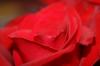 <img100*0:stuff/z/73640/Rose%2520Reference.1/i1264121027_7.jpg>