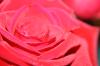 <img100*0:stuff/z/73640/Rose%2520Reference.1/i1264121027_8.jpg>