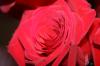 <img100*0:stuff/z/73640/Rose%2520Reference.1/i1264121027_9.jpg>