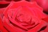 <img100*0:stuff/z/73640/Rose%2520Reference.1/i1264121028_20.jpg>