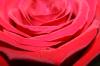 <img100*0:stuff/z/73640/Rose%2520Reference.1/i1264121028_21.jpg>