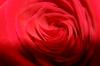 <img100*0:stuff/z/73640/Rose%2520Reference.1/i1264121028_22.jpg>