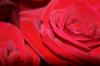 <img100*0:stuff/z/73640/Rose%2520Reference.1/i1264121028_23.jpg>