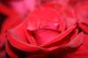 <img100*0:stuff/z/73640/Rose%2520Reference.1/i1264121028_24.jpg>
