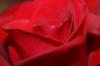 <img100*0:stuff/z/73640/Rose%2520Reference.1/i1264121028_25.jpg>