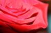 <img100*0:stuff/z/73640/Rose%2520Reference.1/i1264121028_26.jpg>
