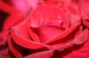 <img100*0:stuff/z/73640/Rose%2520Reference.1/i1264121028_27.jpg>