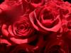 <img100*0:stuff/z/73640/Rose%2520Reference.2%2520upload/i1266398223_1.jpg>