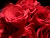 <img100*0:stuff/z/73640/Rose%2520Reference.2%2520upload/i1266398225_3.jpg>