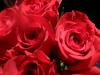 <img100*0:stuff/z/73640/Rose%2520Reference.2%2520upload/i1266398225_4.jpg>
