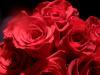 <img100*0:stuff/z/73640/Rose%2520Reference.2%2520upload/i1266398225_6.jpg>