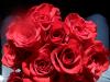 <img100*0:stuff/z/73640/Rose%2520Reference.2%2520upload/i1266398225_7.jpg>