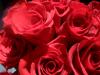 <img100*0:stuff/z/73640/Rose%2520Reference.2%2520upload/i1266398225_8.jpg>