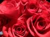 <img100*0:stuff/z/73640/Rose%2520Reference.2%2520upload/i1266398226_10.jpg>