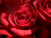 <img100*0:stuff/z/73640/Rose%2520Reference.2%2520upload/i1266398226_11.jpg>