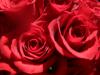 <img100*0:stuff/z/73640/Rose%2520Reference.2%2520upload/i1266398226_12.jpg>