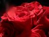 <img100*0:stuff/z/73640/Rose%2520Reference.2%2520upload/i1266398226_13.jpg>