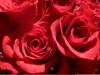 <img100*0:stuff/z/73640/Rose%2520Reference.2%2520upload/i1266398226_14.jpg>