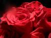 <img100*0:stuff/z/73640/Rose%2520Reference.2%2520upload/i1266398226_15.jpg>
