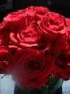 <img100*0:stuff/z/73640/Rose%2520Reference.2%2520upload/i1266398226_9.jpg>