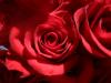 <img100*0:stuff/z/73640/Rose%2520Reference.2%2520upload/i1266398227_16.jpg>