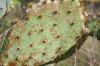 <img100*0:stuff/z/73640/Summer%2520End%2520-%2520Fall%2520Beginning%2520Plants/i1256867999_1.jpg>