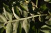 <img100*0:stuff/z/73640/Summer%2520End%2520-%2520Fall%2520Beginning%2520Plants/i1256868000_11.jpg>