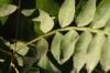 <img100*0:stuff/z/73640/Summer%2520End%2520-%2520Fall%2520Beginning%2520Plants/i1256868000_7.jpg>