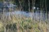 <img100*0:stuff/z/73640/Summer%2520End%2520-%2520Fall%2520Beginning%2520Plants/i1256868000_9.jpg>