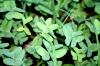 <img100*0:stuff/z/73640/Summer%2520End%2520-%2520Fall%2520Beginning%2520Plants/i1256868001_14.jpg>