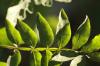 <img100*0:stuff/z/73640/Summer%2520End%2520-%2520Fall%2520Beginning%2520Plants/i1256868001_19.jpg>