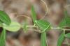 <img100*0:stuff/z/73640/Summer%2520End%2520-%2520Fall%2520Beginning%2520Plants/i1256868001_20.jpg>