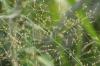 <img100*0:stuff/z/73640/Summer%2520End%2520-%2520Fall%2520Beginning%2520Plants/i1256868001_21.jpg>