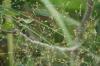 <img100*0:stuff/z/73640/Summer%2520End%2520-%2520Fall%2520Beginning%2520Plants/i1256868002_25.jpg>