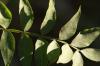 <img100*0:stuff/z/73640/Summer%2520End%2520-%2520Fall%2520Beginning%2520Plants/i1256868003_30.jpg>