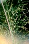 <img100*0:stuff/z/73640/Summer%2520End%2520-%2520Fall%2520Beginning%2520Plants/i1256868003_31.jpg>