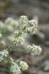 <img100*0:stuff/z/73640/Summer%2520End%2520-%2520Fall%2520Beginning%2520Plants/i1256875068_1.jpg>