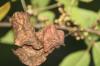 <img100*0:stuff/z/73640/Summer%2520End%2520-%2520Fall%2520Beginning%2520Plants/i1256875068_5.jpg>