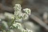 <img100*0:stuff/z/73640/Summer%2520End%2520-%2520Fall%2520Beginning%2520Plants/i1256875068_6.jpg>
