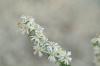 <img100*0:stuff/z/73640/Summer%2520End%2520-%2520Fall%2520Beginning%2520Plants/i1256875068_7.jpg>