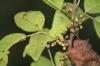 <img100*0:stuff/z/73640/Summer%2520End%2520-%2520Fall%2520Beginning%2520Plants/i1256875068_9.jpg>