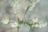 <img100*0:stuff/z/73640/Summer%2520End%2520-%2520Fall%2520Beginning%2520Plants/i1256875069_10.jpg>