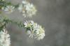 <img100*0:stuff/z/73640/Summer%2520End%2520-%2520Fall%2520Beginning%2520Plants/i1256875069_11.jpg>