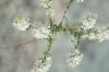<img100*0:stuff/z/73640/Summer%2520End%2520-%2520Fall%2520Beginning%2520Plants/i1256875069_14.jpg>