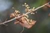 <img100*0:stuff/z/73640/Summer%2520End%2520-%2520Fall%2520Beginning%2520Plants/i1256875069_16.jpg>